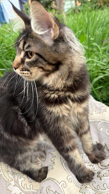 ххх с кошкой: 2 месяца, Мальчик — 6