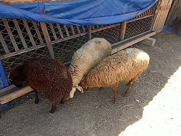 balakən heyvan satisi: 3 bas Quzu 2 erkey 1 diwi 4-5 ayliq quzulardir.Diri Cekileri 30-33 klo — 2