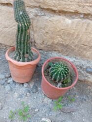 Süni güllər: Bu gülər satlır qiymətləri 1.2 manat yekə gülər 5 manat biri qalanı — 5