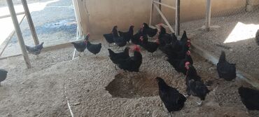 liqorin toyuqları: Toyuq, Australorp, Yumurtalıq, Ünvandan götürmə