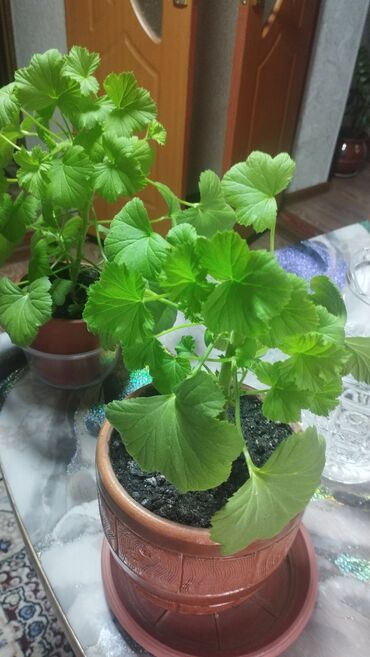 королевская пеларгония: Два цветущих куста пеларгонии в горшках. Листья ярко-зеленые