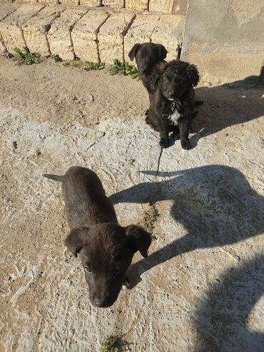 İtlər: Zvonok, 2 ay, Erkek — 10