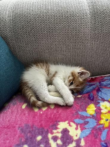 Продажа кошек: Отдаем в добрые руки котенка, которого нам подкинули. Возраст: 1 — 2