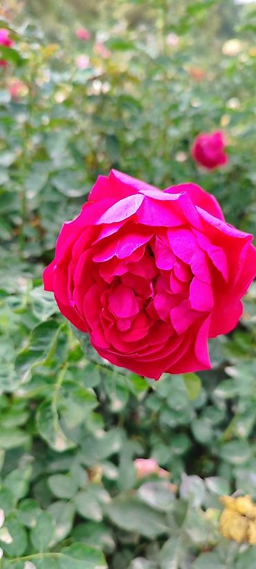 Роза: Саженцы садовых роз (кустарниковые/чайно-гибридные, флорибунда) — — 1