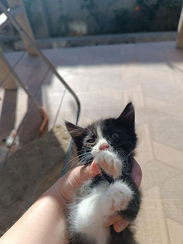 отдам котят: Самец, Самка, В добрые руки, Самовывоз, Бесплатная доставка — 6