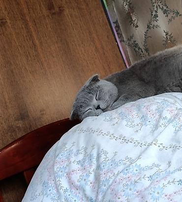 куплю коня: Шотландская вислоухая кошка (Scottish Fold) - Окрас: однотонный серый — 3