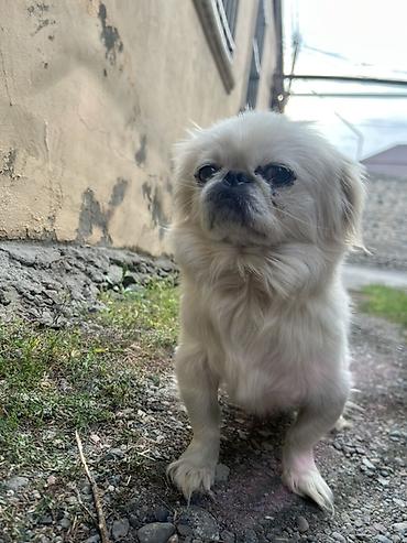 itlerin alisi: Pekines, 2 il — 2