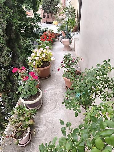 lokbatan evlər: Gəncədə kirayə ev tələbə qızlara verilir. Hər yerə yaxın mənzərəsi — 6