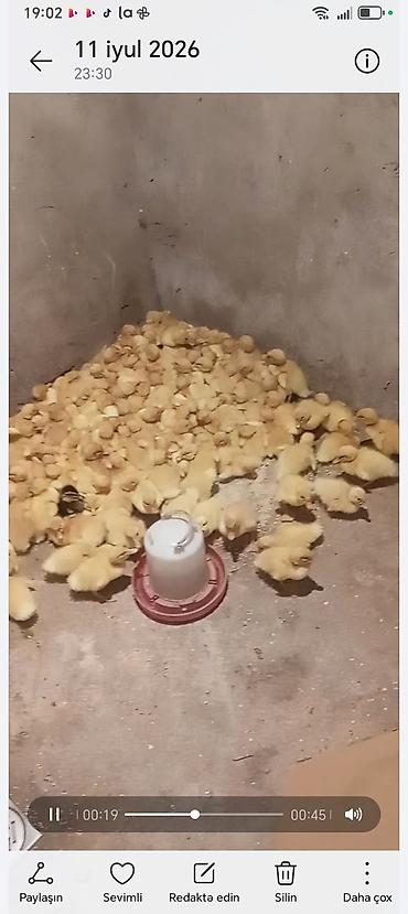 kuban ordəyi: Məhsul: Kuban Pekin ördək balaları - Sayı: 120 ədəd - Cins: Kuban — 3
