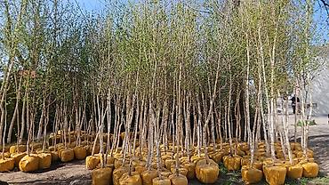 Семена газона: Газонные семена и почвосмеси для газона - Марки: Green Field — 16