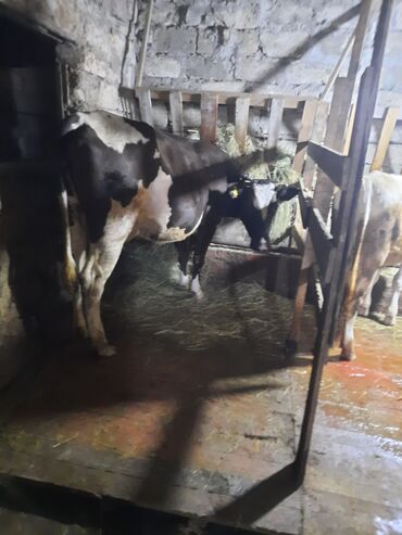 cins ineklerin satisi 2019: Dişi, il: 2, 500 kq, Damazlıq, Südlük, Ödənişli çatdırılma