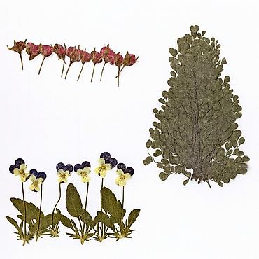 тико буфер: Сухоцветы, гербарий для творчества и декора (набор микс) — 1