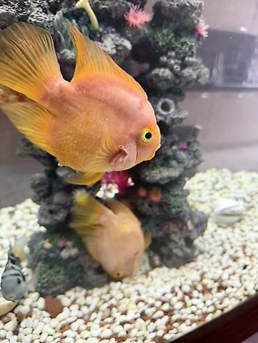 Балыктар: Большие именно красные Рыбы попугай (Parrot cichlid), ярко‑оранжевые — 5