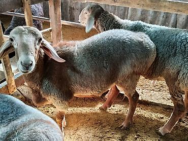 Продам с/х животных: Продаю | Баран (самец) | На забой | Племенные — 7