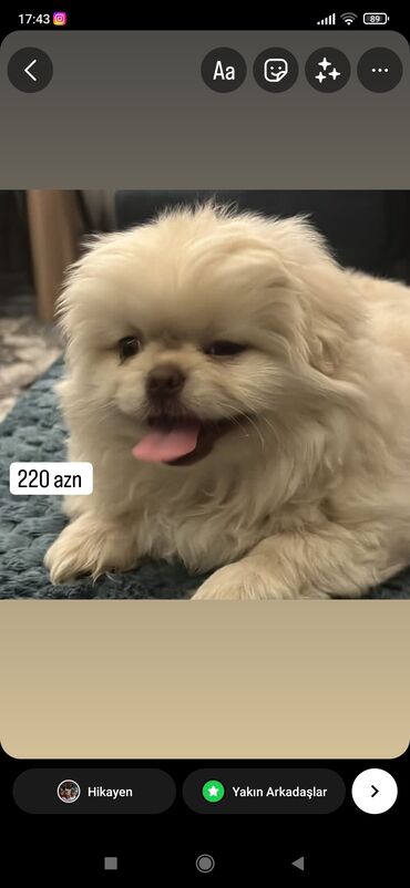 İtlər: Pekines, 3 ay, Erkek, Peyvəndli, Ünvandan götürmə