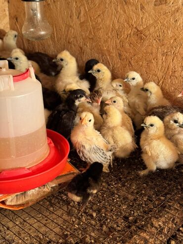 немецкая овчарка ош: 🐣Продаю декоративные карликовые породы кур и петухов! Отличные