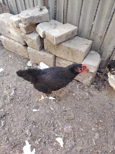 ZX: Toyuq, Australorp, Yumurtalıq