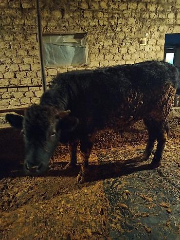 Коровы, быки: Продаю | Бык (самец) | На откорм | Привязанные — 8