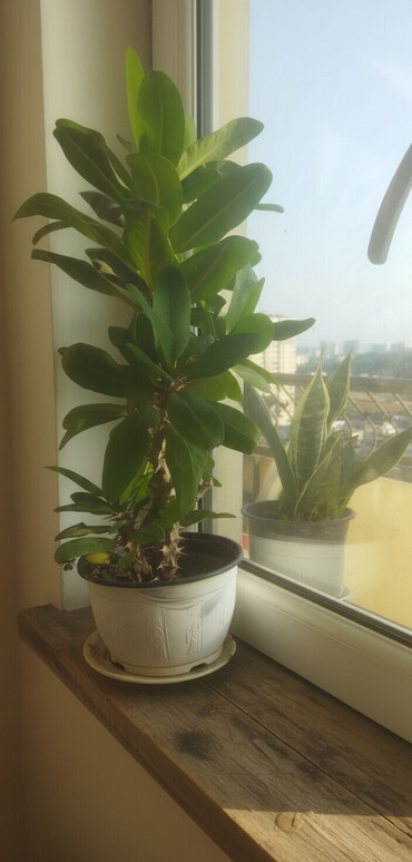 Otaq bitkiləri: Satış üçün müxtəlif otaq/balkon bitkiləri seti. razılaşma yolu ilə -da lalafo.az — 1 Otaq bitkiləri: Satış üçün müxtəlif otaq/balkon bitkiləri seti. razılaşma yolu ilə — 1