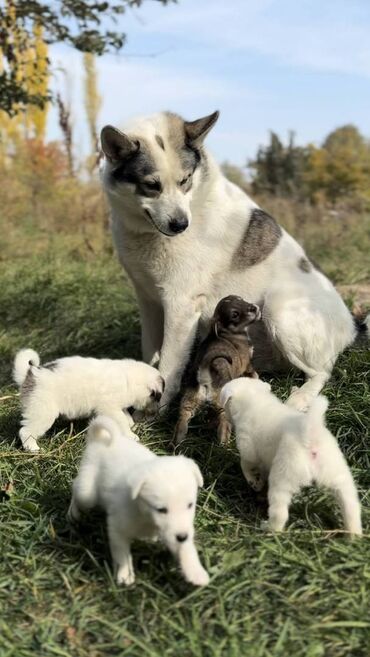 сколько стоит джек рассел терьер щенок: Щенки лайки ищут активных хозяев и просторный дом. Энергия и