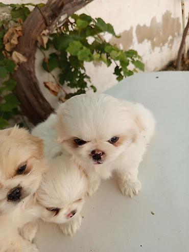xasqi balası: 45 günlük Pekines balaları gısa burun təmiz cins iki erkek bir — 2