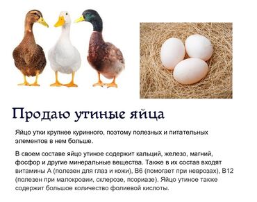 Сүт азыктары жана жумурткалар: Продаю утиные яйца. Яйцо утки крупнее куринного, поэтому полезных и