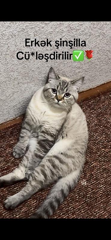 cütləşdirmə: Şinşilla, Erkək, Cütləşmə üçün — 1