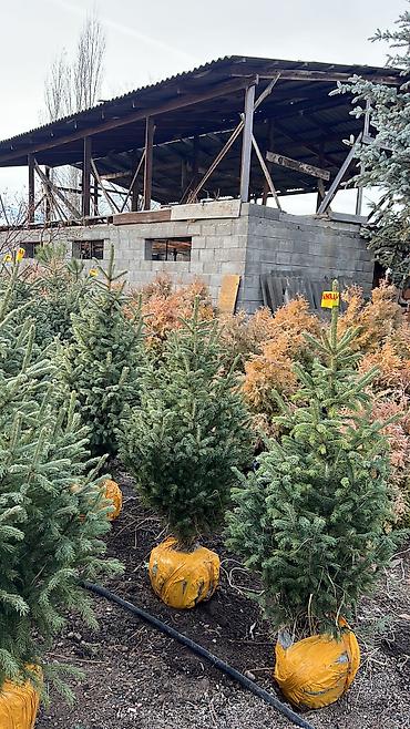 Дизайн, проектирование: Ландшафтный дизайн авто полив водопады пруды водоемы ручьи посев — 21