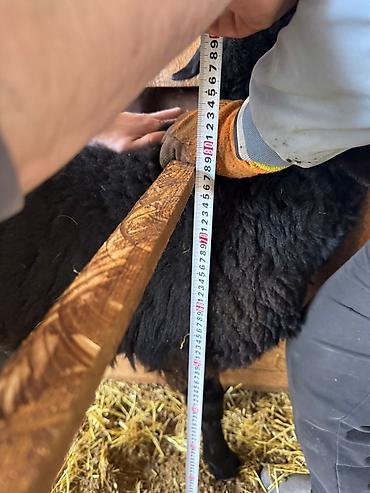 Баран, овца: Продаю | Овца (самка) | Для разведения — 15