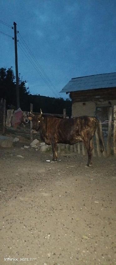 jersey cinsi: Qara-zolaqlı rəngdə, buynuzlu erkək mal-qara (öküz). Orta-böyük bədən — 2
