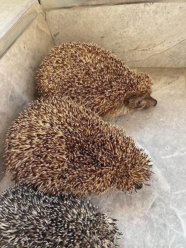 100 l akvarium: Sizin də bağ evinizin ilanlardan qorunmasına ehtiyyac varsa bizimlə — 3