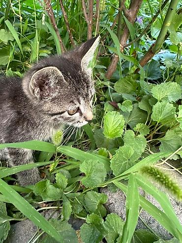 Үй жаныбарлары: Котёнок мальчик, 1,5 месяца лоток на пять полосатый тигрёнок (окрас — 5