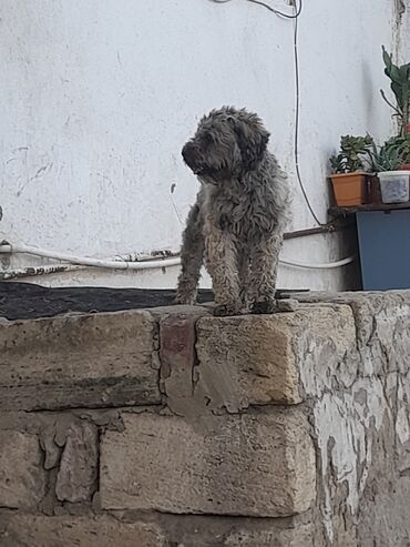 itler satisi: Malta bolonka, 3 ay, Dişi, Ünvandan götürmə