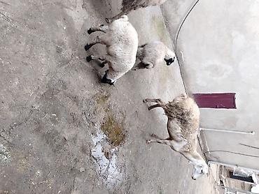 Qoyunlar, qoçlar: Qoyun və quzular – təsərrüfat üçün hazır sürü - Növ: yerli — 8