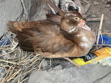 Ördəklər: Dişi, | Lal ördək, Macar, Damazlıq, Ünvandan götürmə, Rayonlara çatdırılma