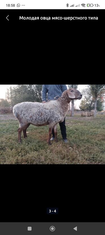 продаю связи с переездом: Сатам | Ургаачы кой (ургаачы) | Көбөйтүү үчүн