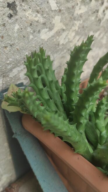 Otaq bitkiləri: Kaktuslar.artırmalarının qiymət 3manatdan başlayır.şəkildə olan güllər — 11