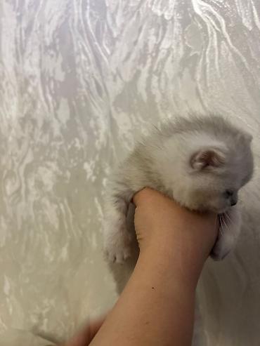 Кошки: Британская, Самец, В добрые руки, Доставка в районы, Самовывоз, Платная доставка — 4
