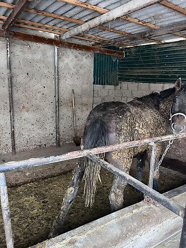 Лошади, кони: Продаю | Жеребец | Полукровка | Для разведения — 7