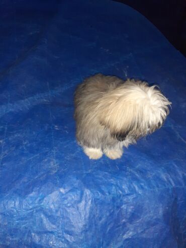 İtlər: Pekines, 2 ay, Dişi, Ödənişli çatdırılma — 12