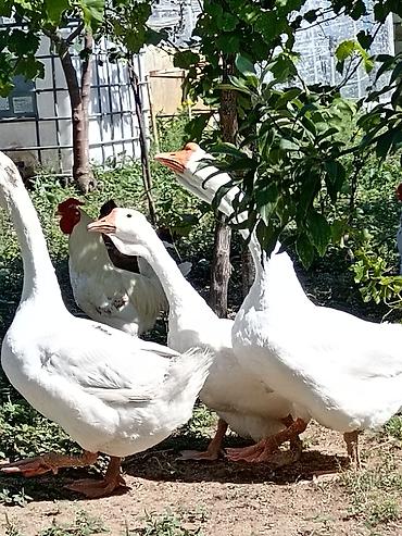 xolmoqor qaz: 2 erkək 4 dişi 5 bala təmiz linda qazı — 2