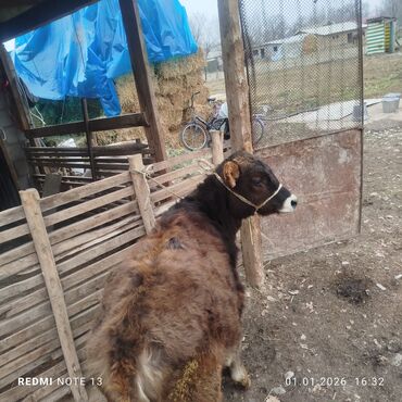 Коровы, быки: Продаю | Бык (самец) | Полукровка | На откорм | Привязанные — 2