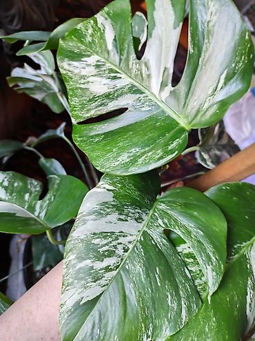 Монстеры: Монстера Альба Монстера Тайское Созвездие, черенки и взрослые цены — 25