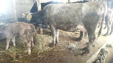 Коровы, быки: Продаю | Корова (самка) | Полукровка | После отела — 3