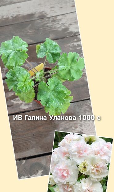женское счастье цветок цена бишкек: Сортовые пеларгонии. Цены указаны на фото. Бишкек, есть отправка в