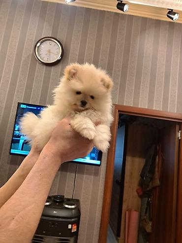 İtlər: Şpitz — 4