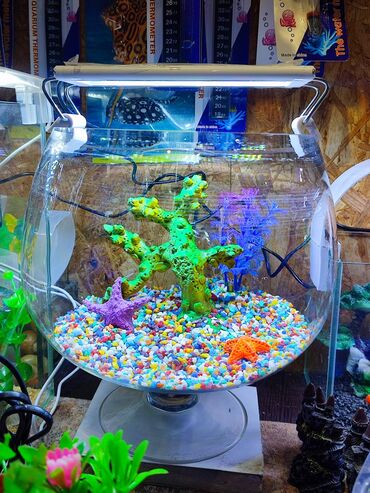 аквариум с рыбками: Аквариум в форме бокала с готовым дизайном. Отличный вариант подарка