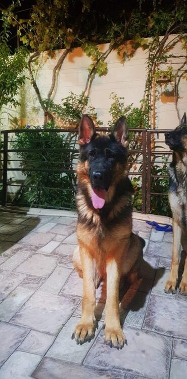 sort it: Alman çoban iti, 2 il, Dişi, Ödənişli çatdırılma