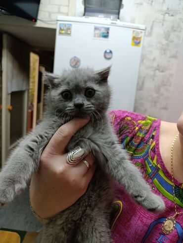 Продажа кошек: Британская короткошёрстная, 3 месяца, Девочка, Лиловый — 11