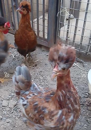 brama cucesi: Toyuq, Yumurtalıq — 3